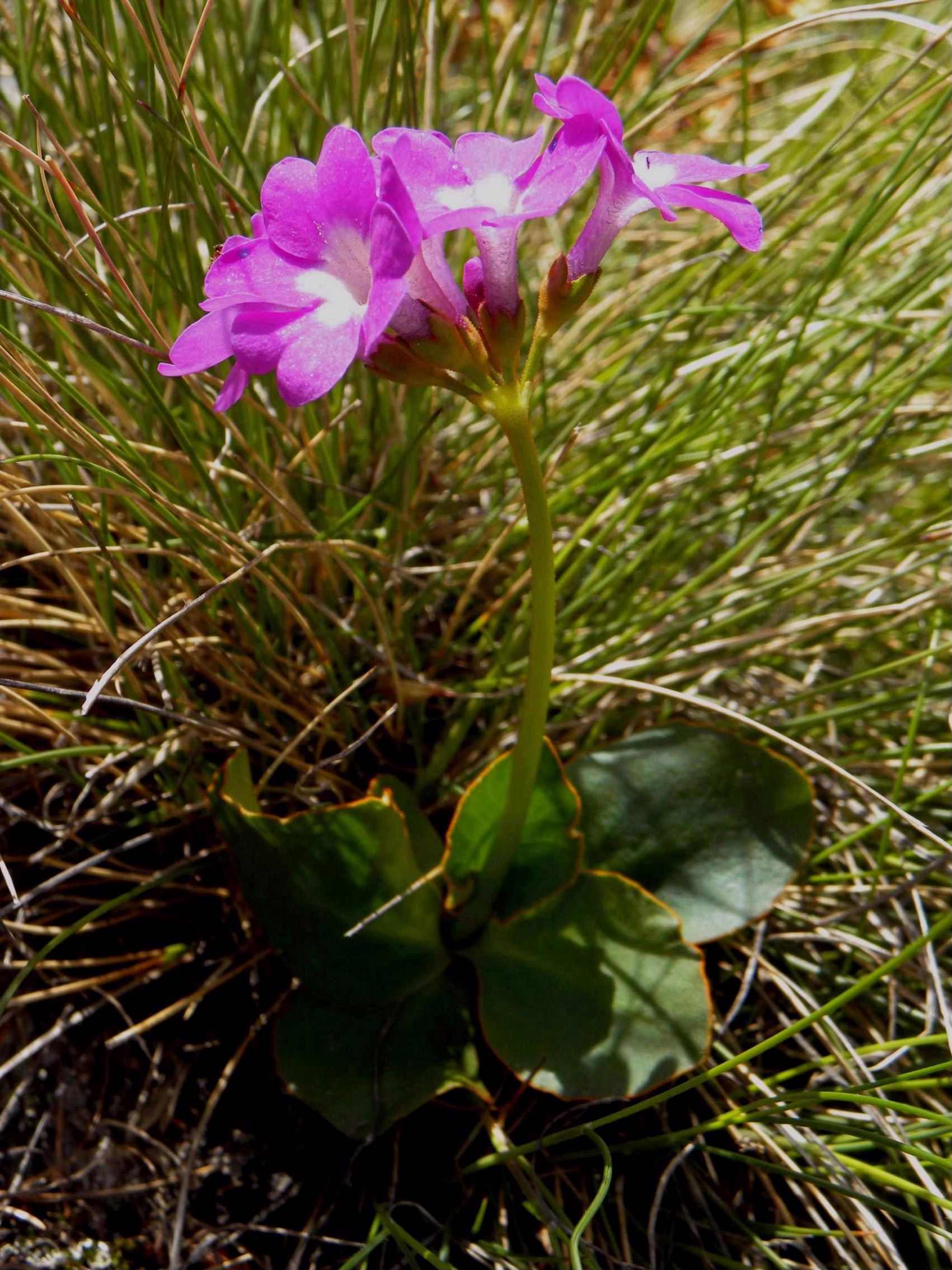 Primula hirsuta, latifolia e pedemontana a confronto